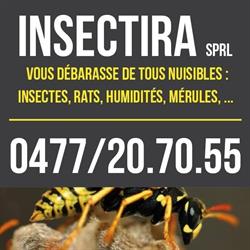 Insectira
