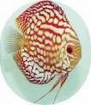 Royal Discus Center Sprl