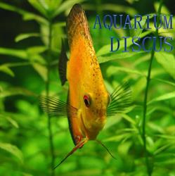 Aquarium Discus
