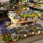 Intratuin Lovendegem Planten