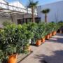 Intratuin Lovendegem Buiten planten