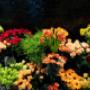 Artistic snijbloemen