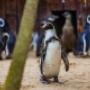 Wist je dat er in SEA LIFE Blankenberge een succesvol kweekprogramma met Humboldt Pinguins loopt?