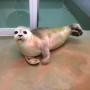 In SEA LIFE Blankenberge is het enige zeehondenopvangcentrum van België gevestigd. Beslist een bezoekje waard!