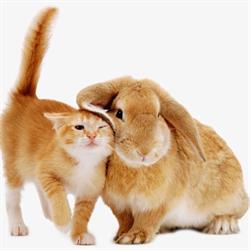 Dierenspeciaalzaak Haesen & More
