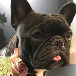 Bloemenatelier Baccara