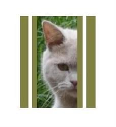 T&s Kattenhotel