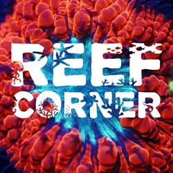 Reef-Corner