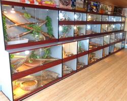 Ile Aux Reptiles (The)