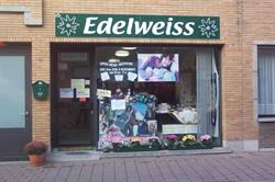 Edelweiss