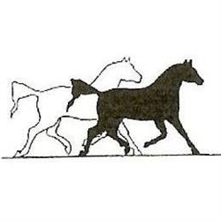 Top Horse bvba