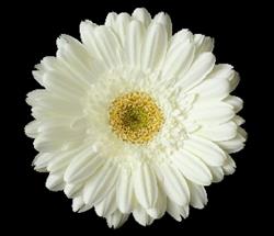 Mega-Fleurs SA