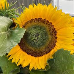 Bloemen Nancy Mols bvba