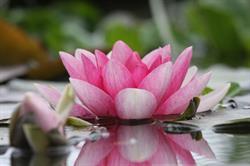 Bloemenatelier Lotus