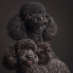 Dierensalon Trudy
