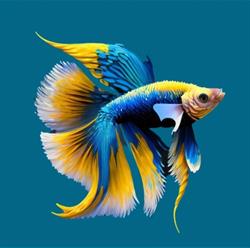 Floraquatic sa