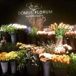 Domus Florum