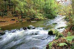 Barbouillon