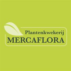 Mercaflora bvba