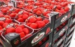 Aardbeienhof Coenegrachts Patrick