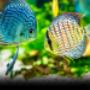 Aquariumspeciaalzaak Wachtebeke