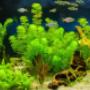 Aquariumplanten en vijverplanten