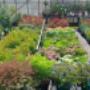 fleurige, kwaliteitsvolle bloemen - tuinplanten en planten voor terras - potgrond