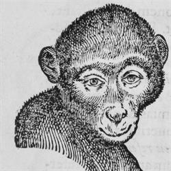 Antiquariaat Marc Van de Wiele