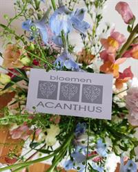 Acanthus Bloemen