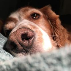 Sophie Odent Dierenarts