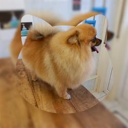 Honden en kattentoilettage evelyne feys