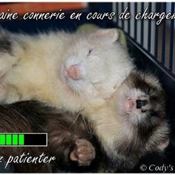 Cody's Ferret Refuge Pour Furet A.s.b.l.