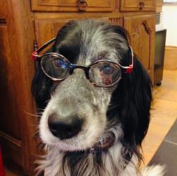 Optique Meunier Thierry