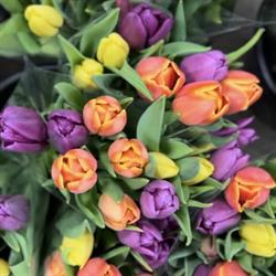 Bloem en Zo B.v.b.a.