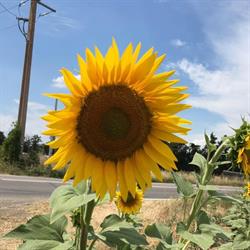 Restaurant Sunflower