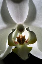 Falenopsis