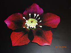 Botanica