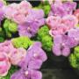 fleuriste fiori 1