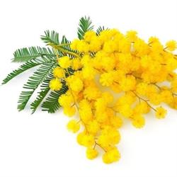 Le Mimosa