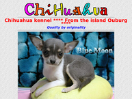 Chihuahua Kennel