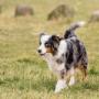 Pelgrims pension pour animaux