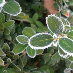 Natur'art