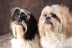 Dogs New Look