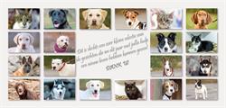 Dierenasiel de Leiestreek Vzw