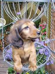 Teckelkennel Jolly