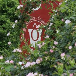 Ô Jardin