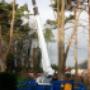 Bomen snoeien en vellen,boswerken