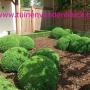 TUINAANLEG EN TUINONDERHOUD