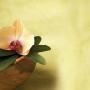 Holistic Healing
