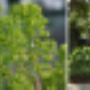 Chargé par visiteur le 21/02/2016 - moderne tuin tuinarchitect Wilrijk  Antwerpen